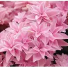 Hydrangea macrophylla DOUBLE DUTCH PINK