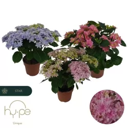 Darželinė hortenzija - Hydrangea macrophylla DOUBLE DUTCH MIX