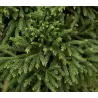 Cryptomeria japonica KYARA GOLD