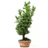 Cryptomeria japonica KYARA GOLD