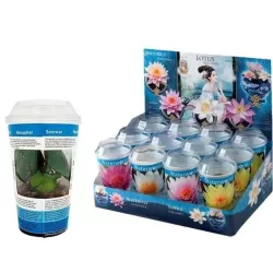 Vandens lelija - Nymphaea (užsakius tris, pateiksime visas skirtingas)