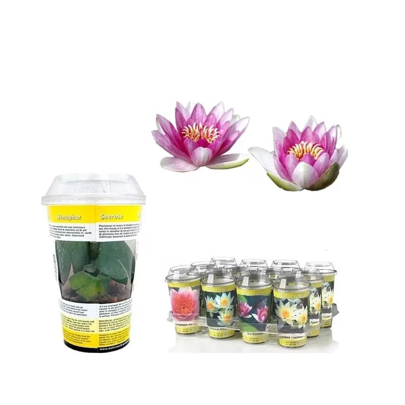 Vandens lelija - Nymphaea (užsakius tris, pateiksime visas skirtingas)