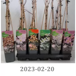 Kalninė raganė - Clematis MONTANA MIX