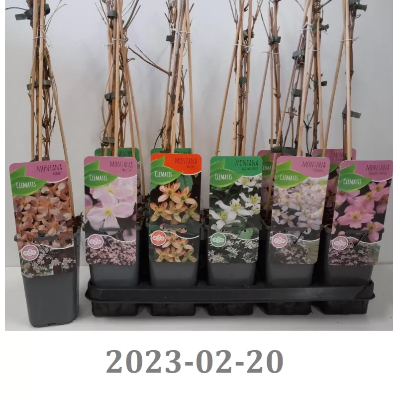 copy of Clematis montana Rubens P15 65 cm