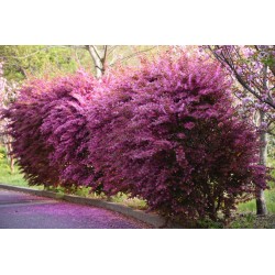 Kininis seketis - Loropetalum chinense