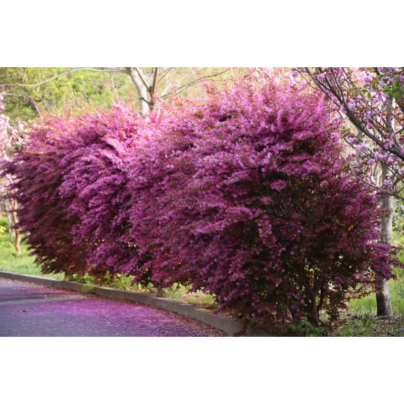 Kininis seketis - Loropetalum chinense