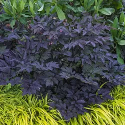 Juodžolė (blakėžudė) - Actaea (cimicifuga) simplex BRUNETTE