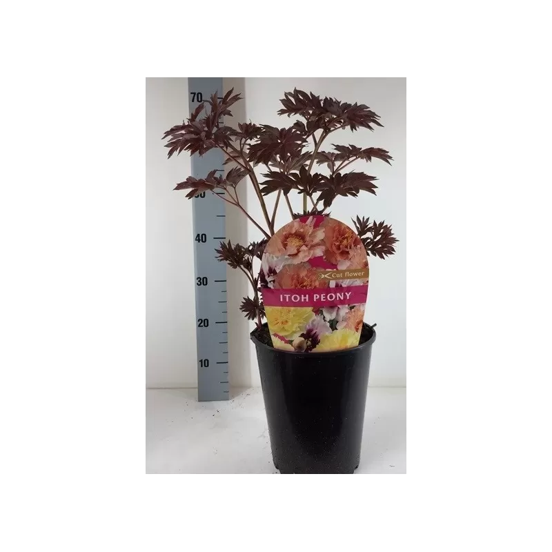 ITOH bijūnas - Paeonia Itoh mix XL P18x18/C7.5 50CM