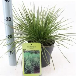 Kupstinė šluotsmilgė - Deschampsia cespitosa GOLDTAU