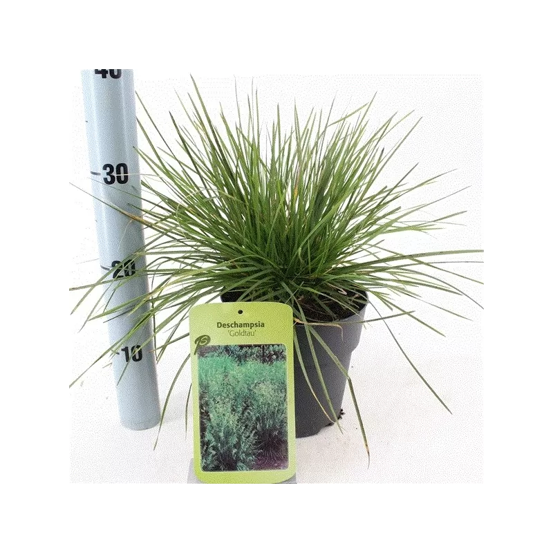 Kupstinė šluotsmilgė - Deschampsia cespitosa GOLDTAU
