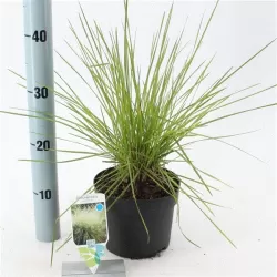 Kupstinė šluotsmilgė - Deschampsia cespitosa GOLDTAU