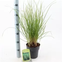 Kupstinė šluotsmilgė - Deschampsia cespitosa GOLDTAU