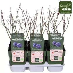 Aukštoji šilauogė (ankstyva - vid. vėl.) - Vaccinium corymbosum REKA