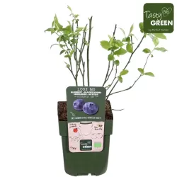 Highbush Blueberry - Vaccinium corymbosum REKA