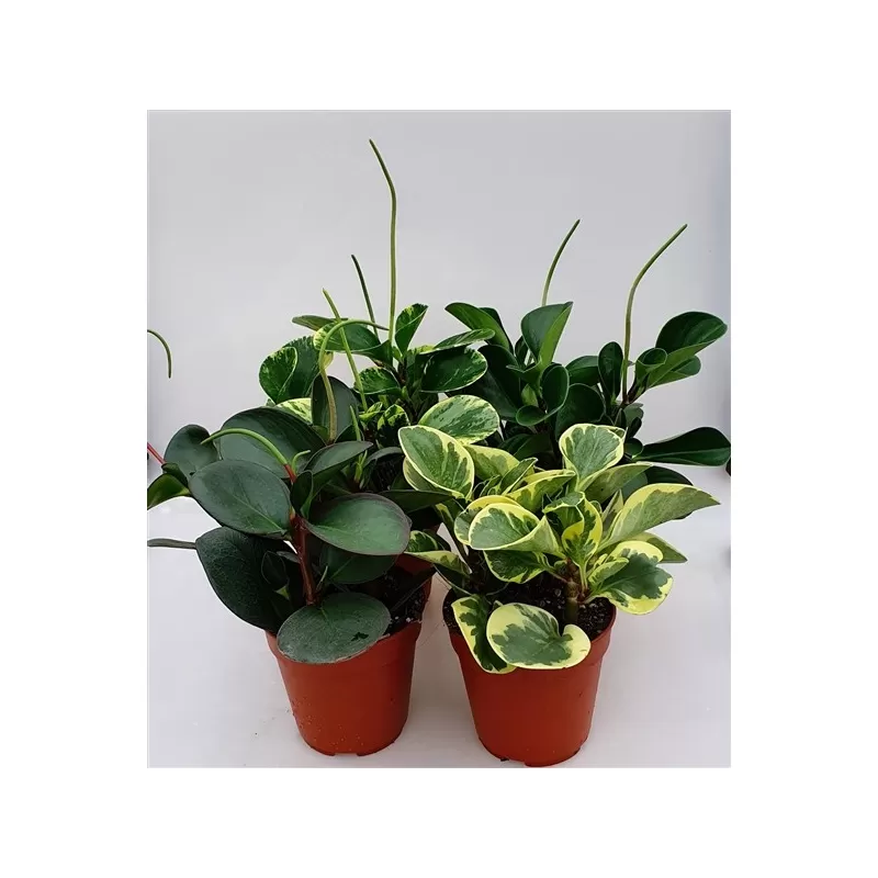 copy of Peperomija - Peperomia mix p11 x6