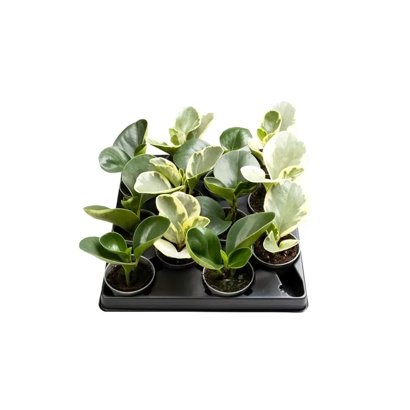 Peperomija - Peperomia MIX