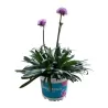 copy of Pajūrinė gvaizdė - Armeria maritima Splendens C2 x1