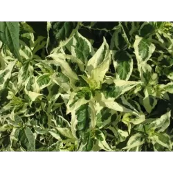 Diervilė - Diervilla sessilifolia COOL SPLASH