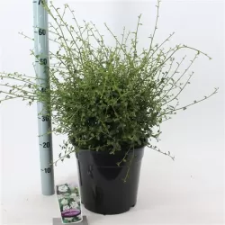 Ceanothus thyrsiflorus repens