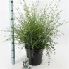 Kekinis ceanotas (galvažiedė) - Ceanothus thyrsiflorus MILLERTON POINT