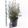 Ceanothus thyrsiflorus repens