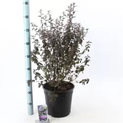 Kekinis ceanotas (galvažiedė) - Ceanothus thyrsiflorus TUXEDO