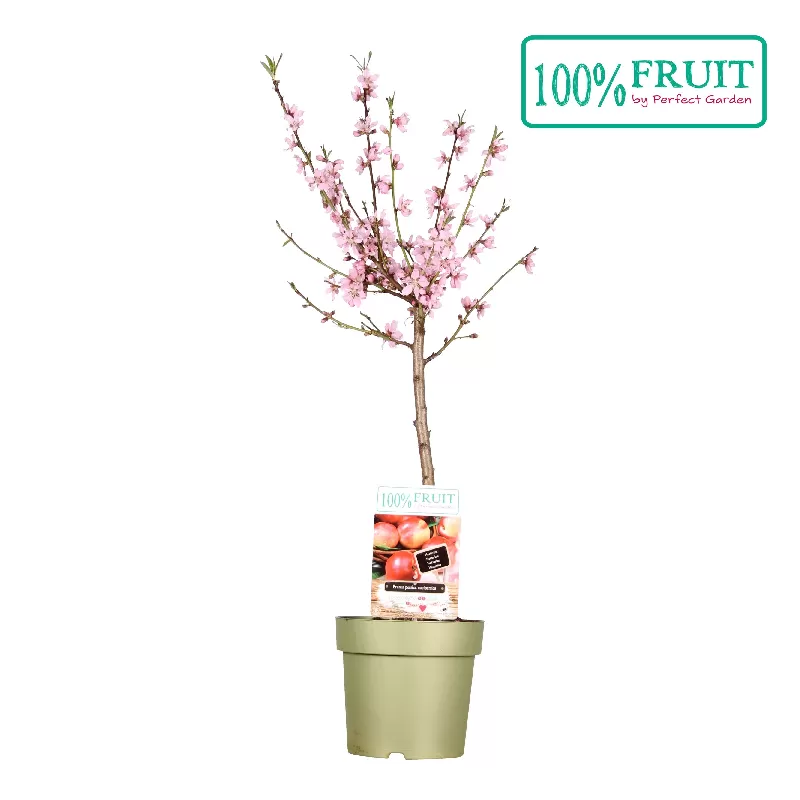 Dekoratyviniai augalai internetu