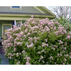 copy of Kekinis ceanotas (galvažiedė) - Ceanothus thyrsiflorus repens