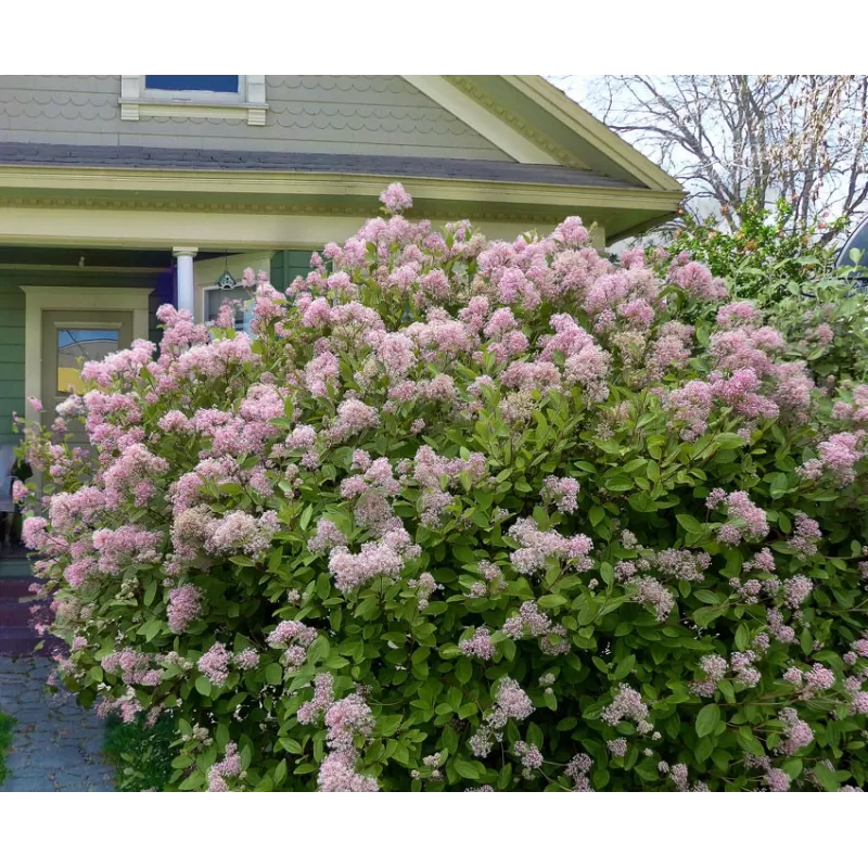 Blyškusis ceanotas (galvažiedė) - Ceanothus pallidus MARIE SIMON
