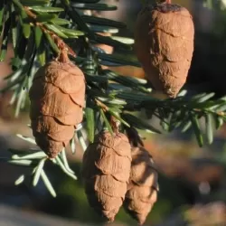 Garden plants/Trees/Flowers/ web-shop