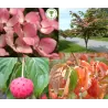 Japoninė sedula - Cornus kousa PEVE SATOMI COMPACT