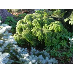 Garden plants/Trees/Flowers/ web-shop