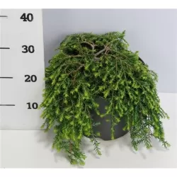 Garden plants/Trees/Flowers/ web-shop