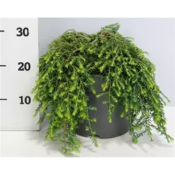 Garden plants/Trees/Flowers/ web-shop