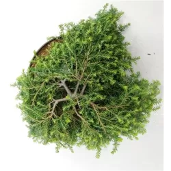 Garden plants/Trees/Flowers/ web-shop