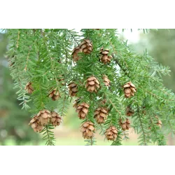 Garden plants/Trees/Flowers/ web-shop