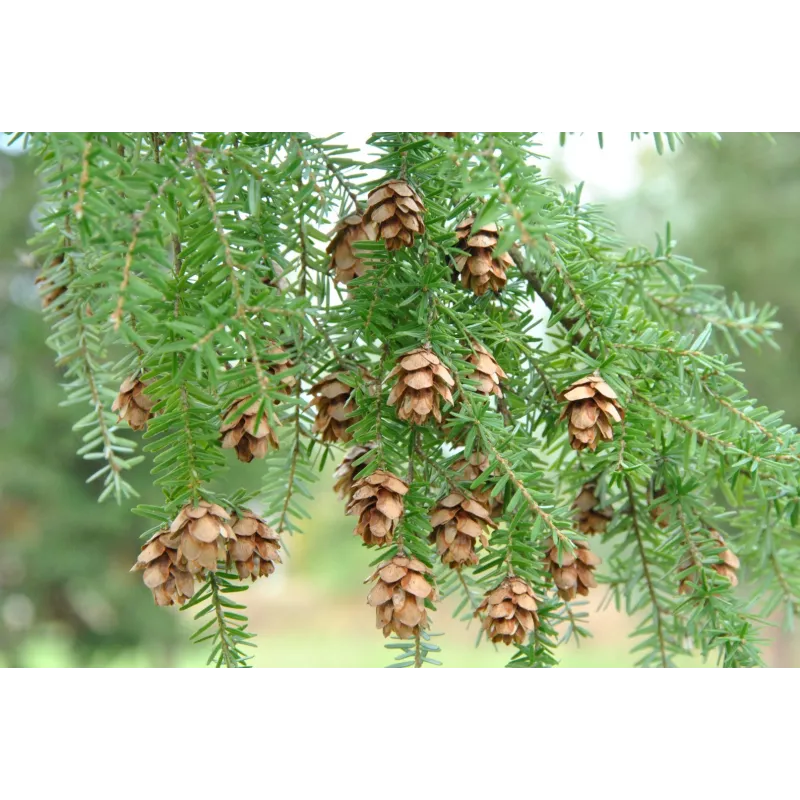 Garden plants/Trees/Flowers/ web-shop