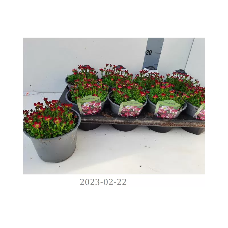 copy of Uolaskėlė - Saxifraga arendsii Pixie Pink P11