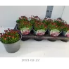 Uolaskėlė - Saxifraga arendsii Touran Deep Red