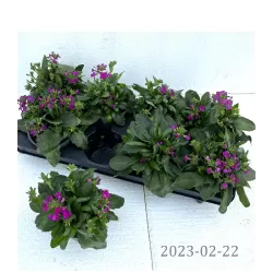 Vaistutis - Arabis blepharophylla