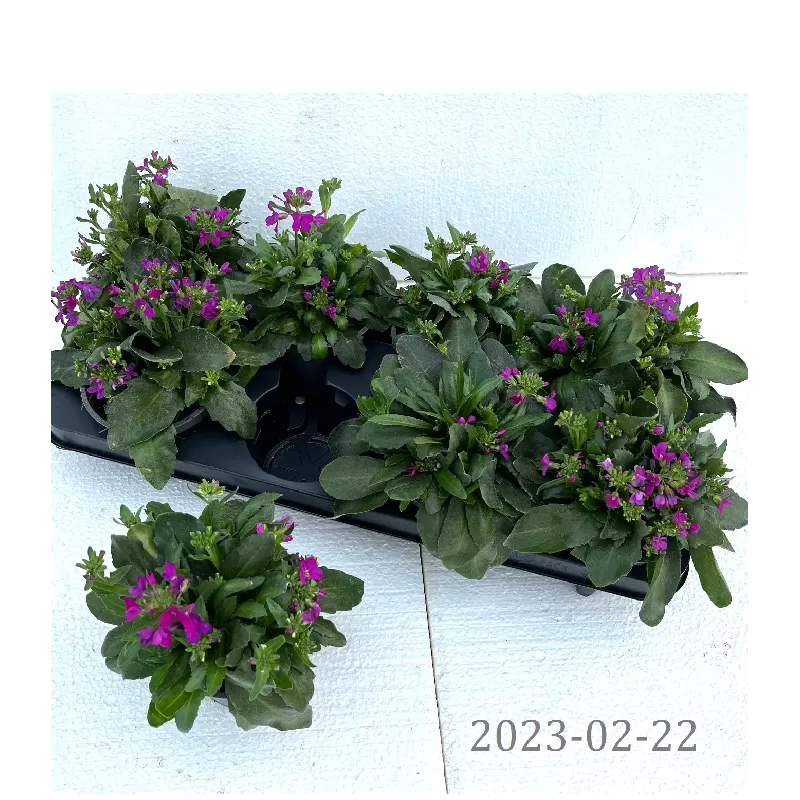 Vaistutis -  Arabis blepharophylla