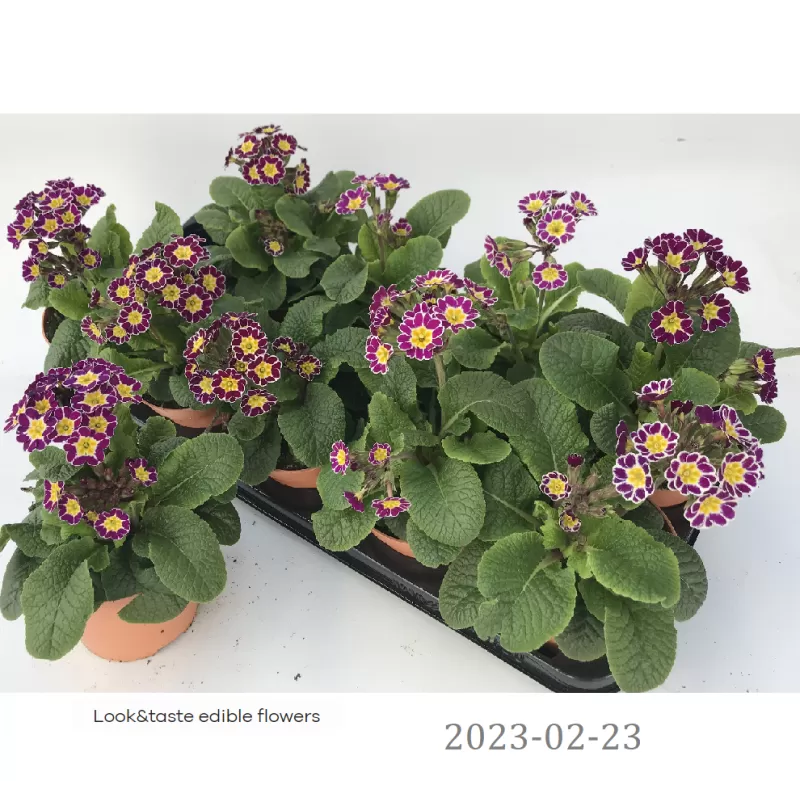 Paprastoji raktažolė - Primula vulgaris