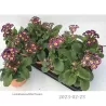 Paprastoji raktažolė - Primula vulgaris