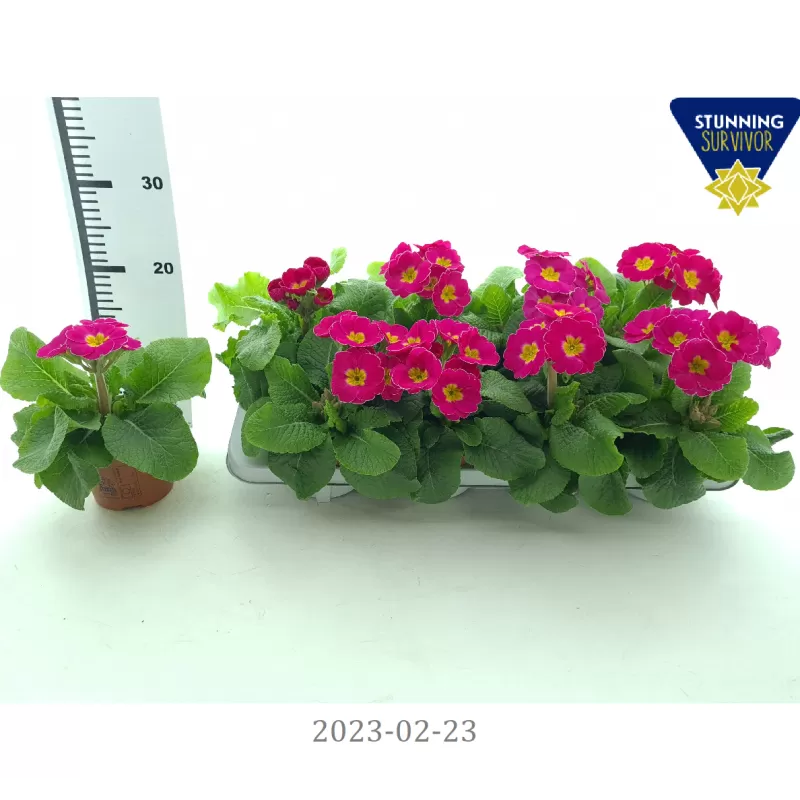 copy of Raktažolė - Primula acaulis mix p10 gyva foto 2022-01-23