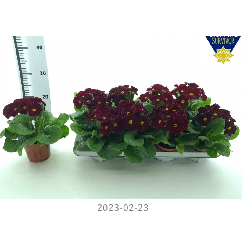 Aukštoji raktažolė - Primula Elatior Perola Wine Red