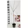 Sakura trees with home delivery