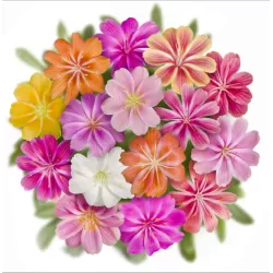 Levisija - Lewisia cotyledon MIX (pateikiamos visos skirtingos)