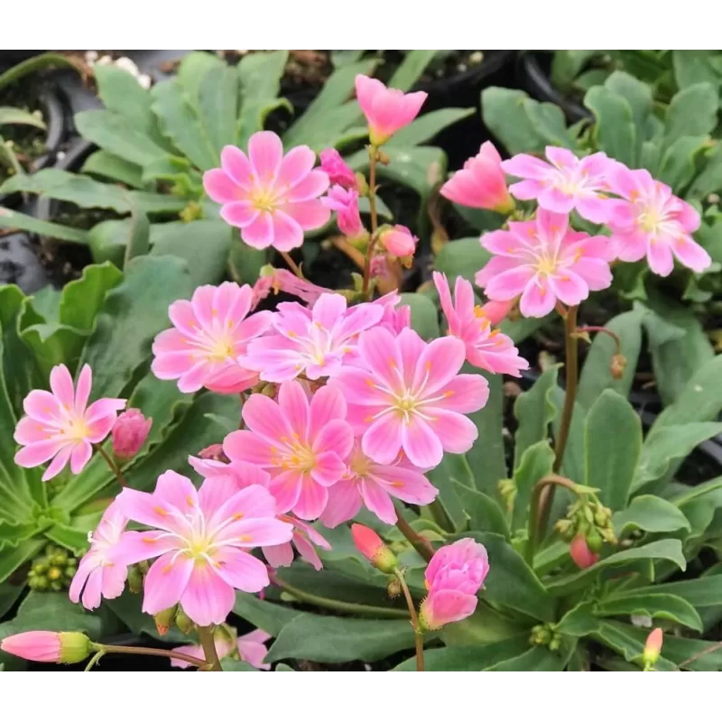 Lewisia cotyledon pink