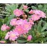 Lewisia cotyledon pink