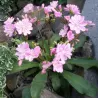 Lewisia cotyledon pink